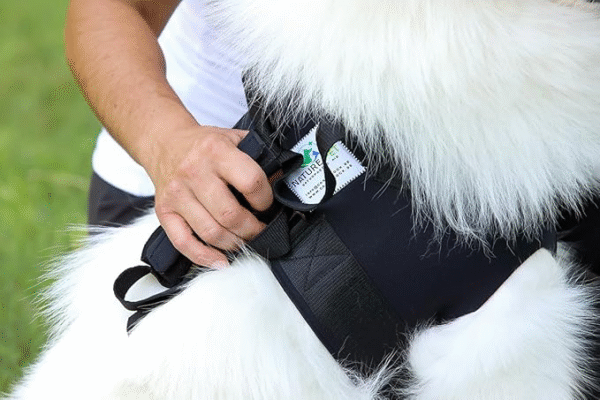 Nature Pet Front Carrier for Dogs - Carry Strap Dog - Image 2