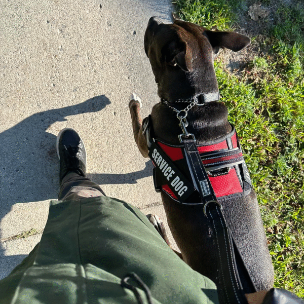 Dog Vest Harness and Patches Set, Animire in Training Service Dog Harness - Image 2